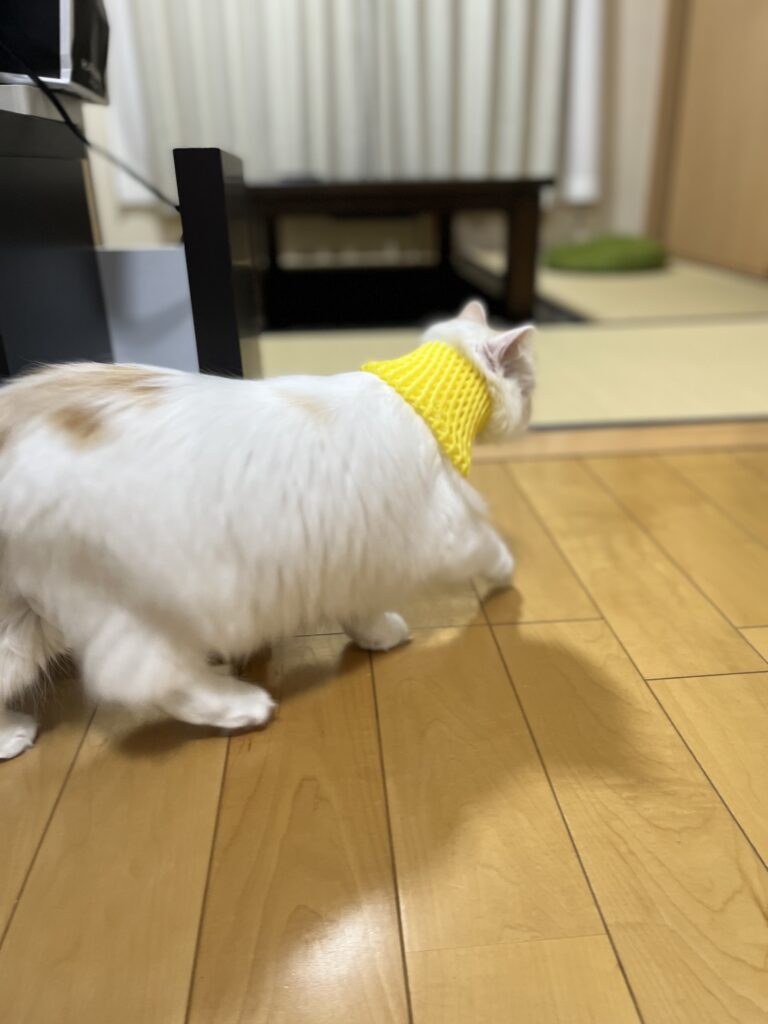 フルーツキャップ
猫